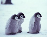cute-penguins
