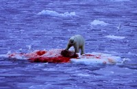 polar_bear_kills_seal