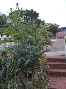 tall-artichokes-2